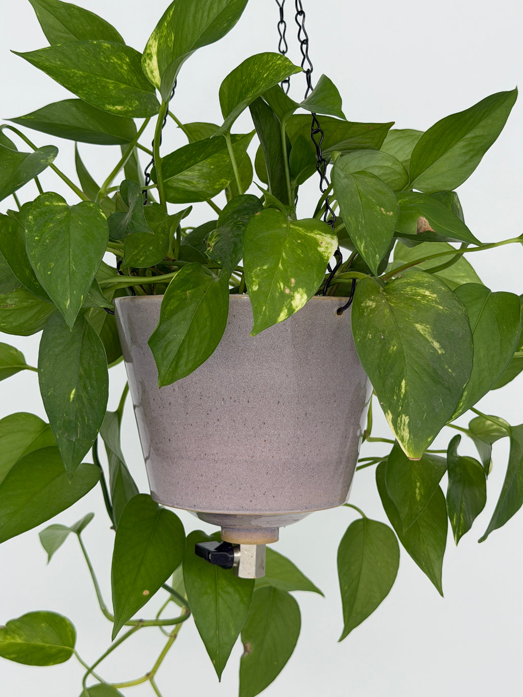 'Hyacinth' Fox Pot v2