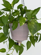 'Hyacinth' Fox Pot v2