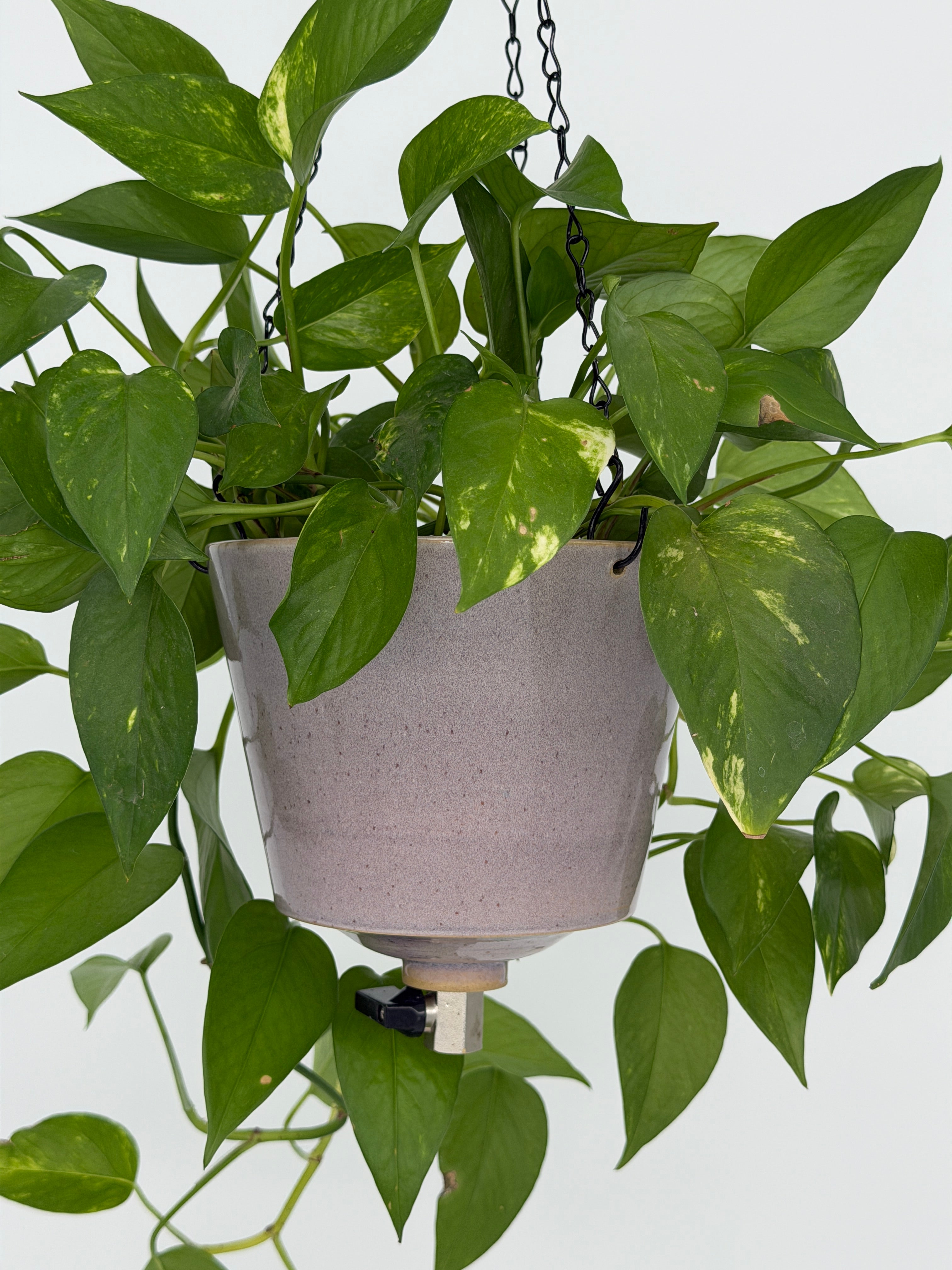 'Hyacinth' Fox Pot v2
