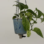'Ocean Mist' Fox Pot v2