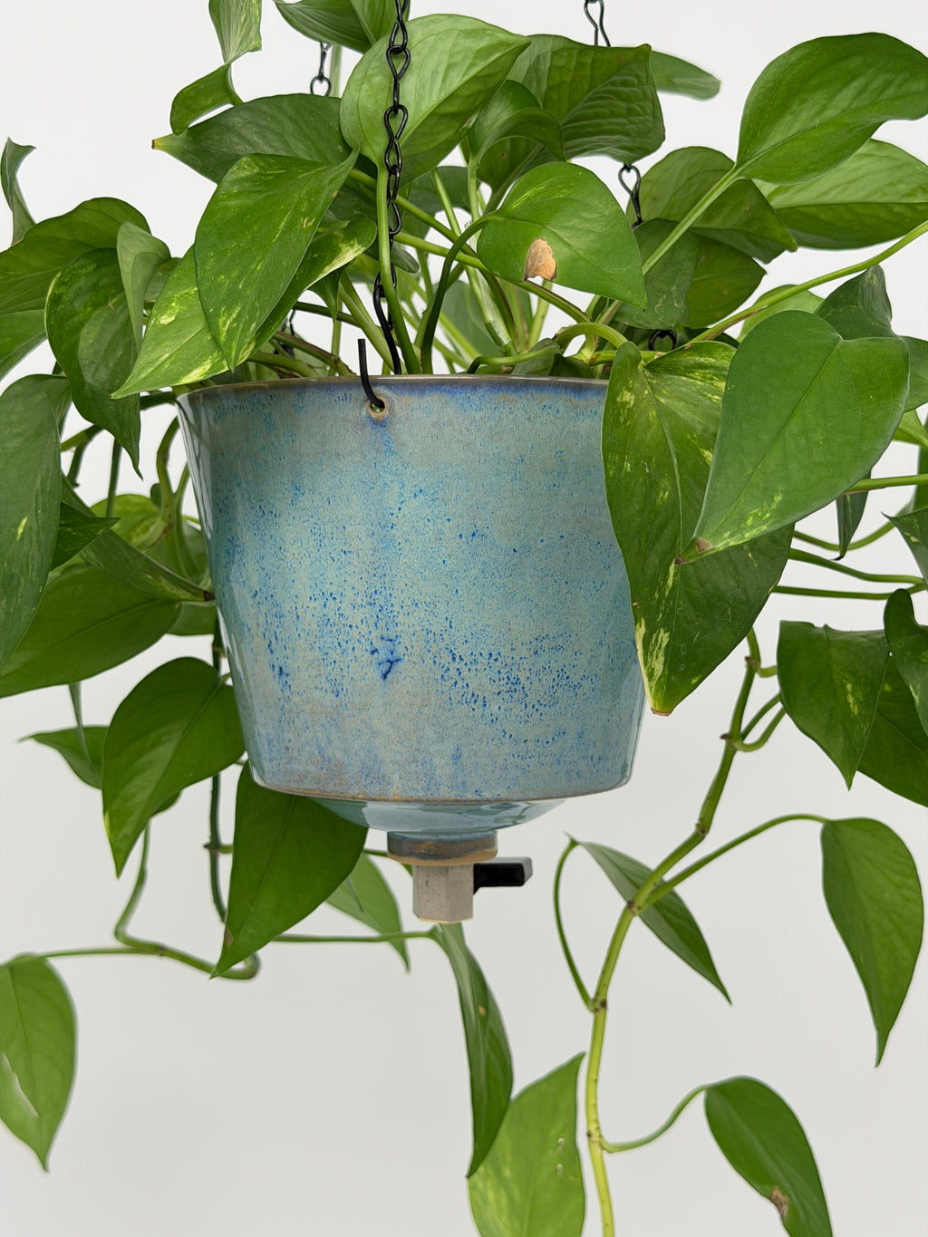 'Ocean Mist' Fox Pot v2