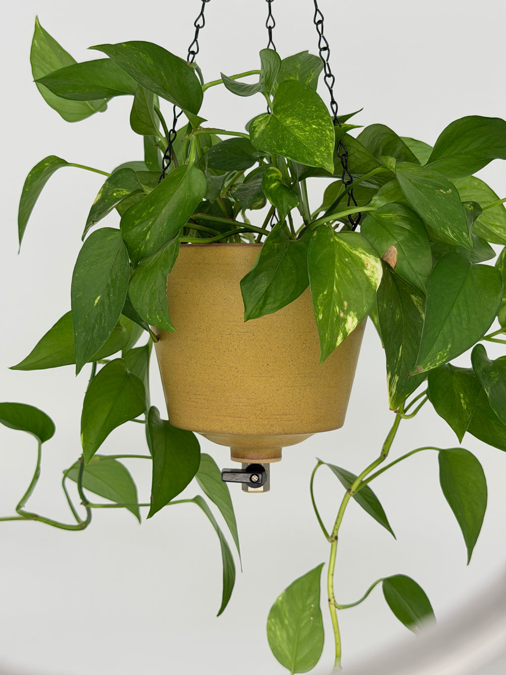 'Desert Sand' Fox Pot v2