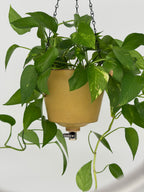'Desert Sand' Fox Pot v2
