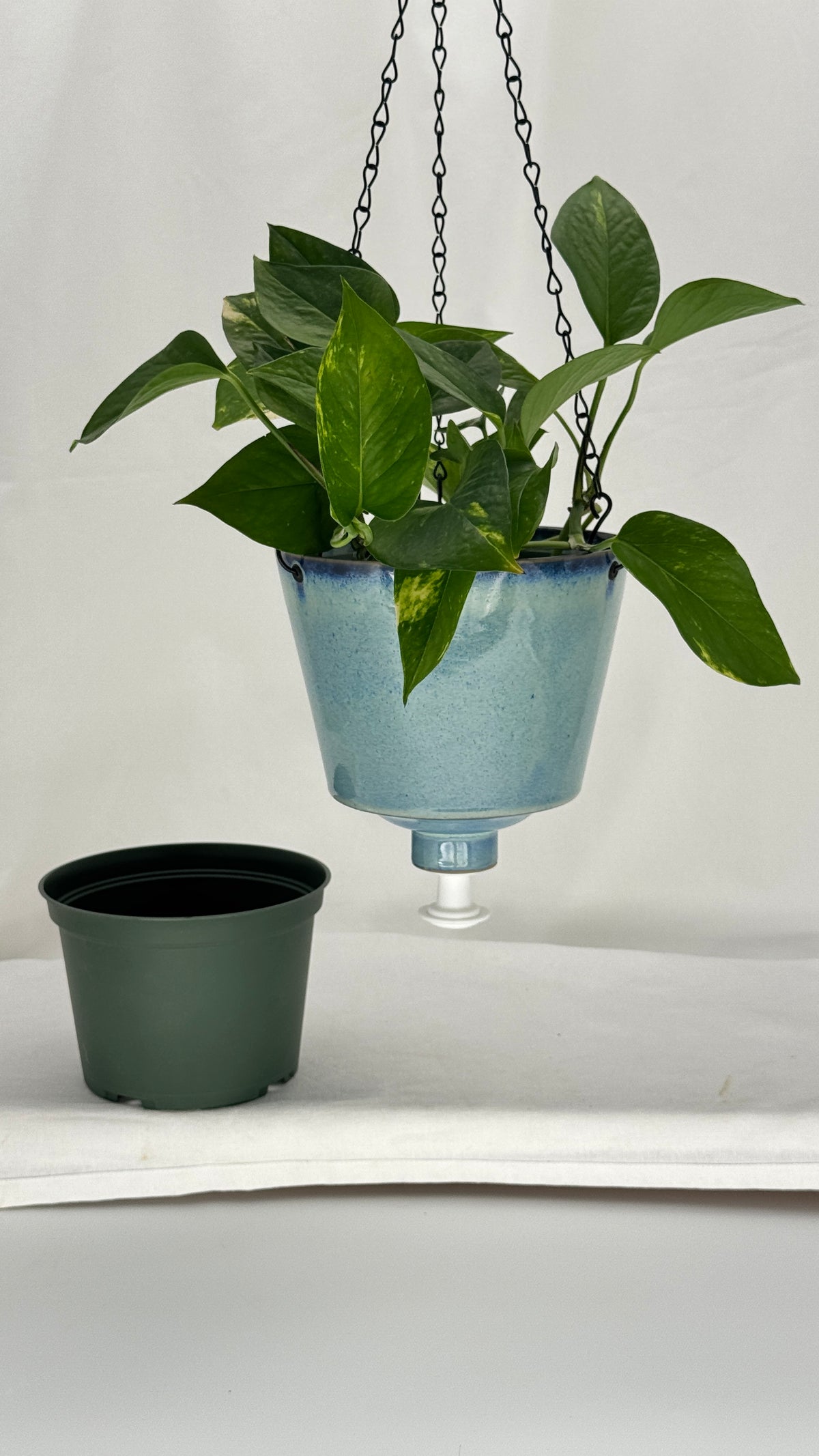 fox pot plant 'Sea Mist' Fox Pot