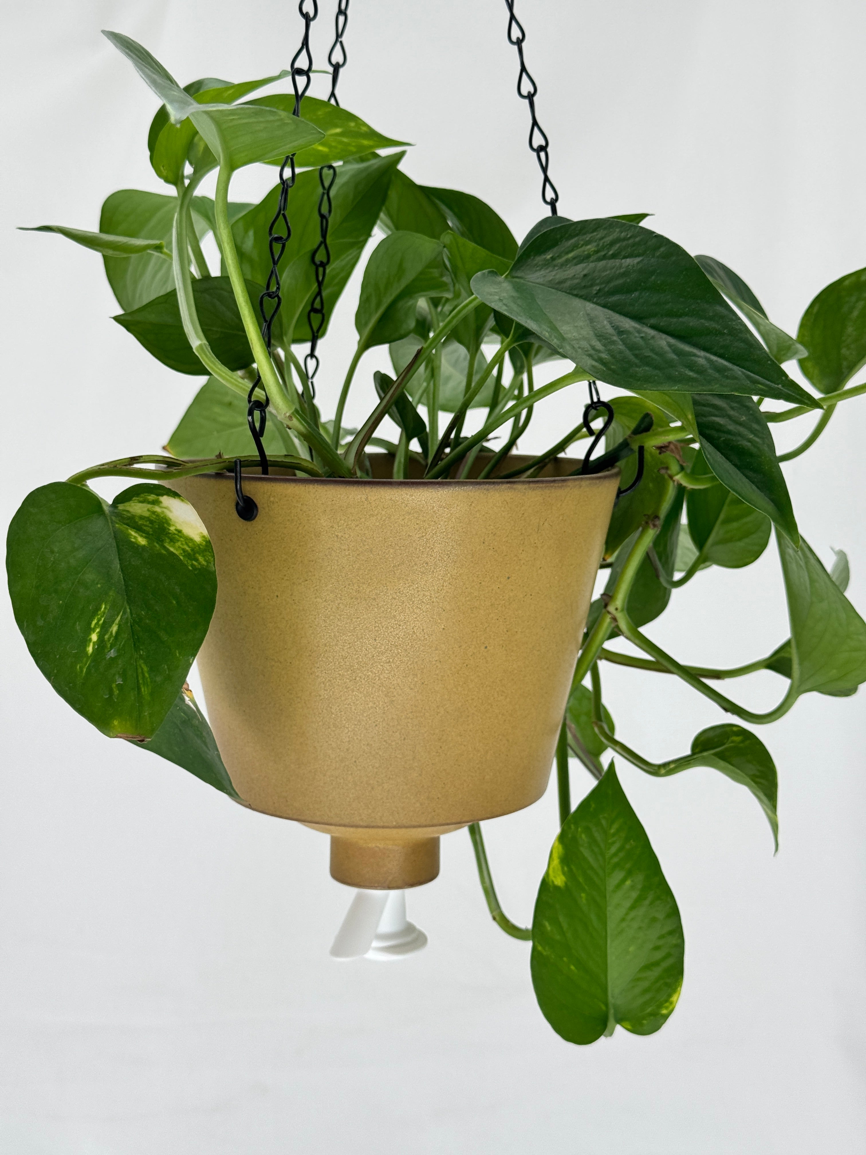 'Desert Sand' Fox Pot