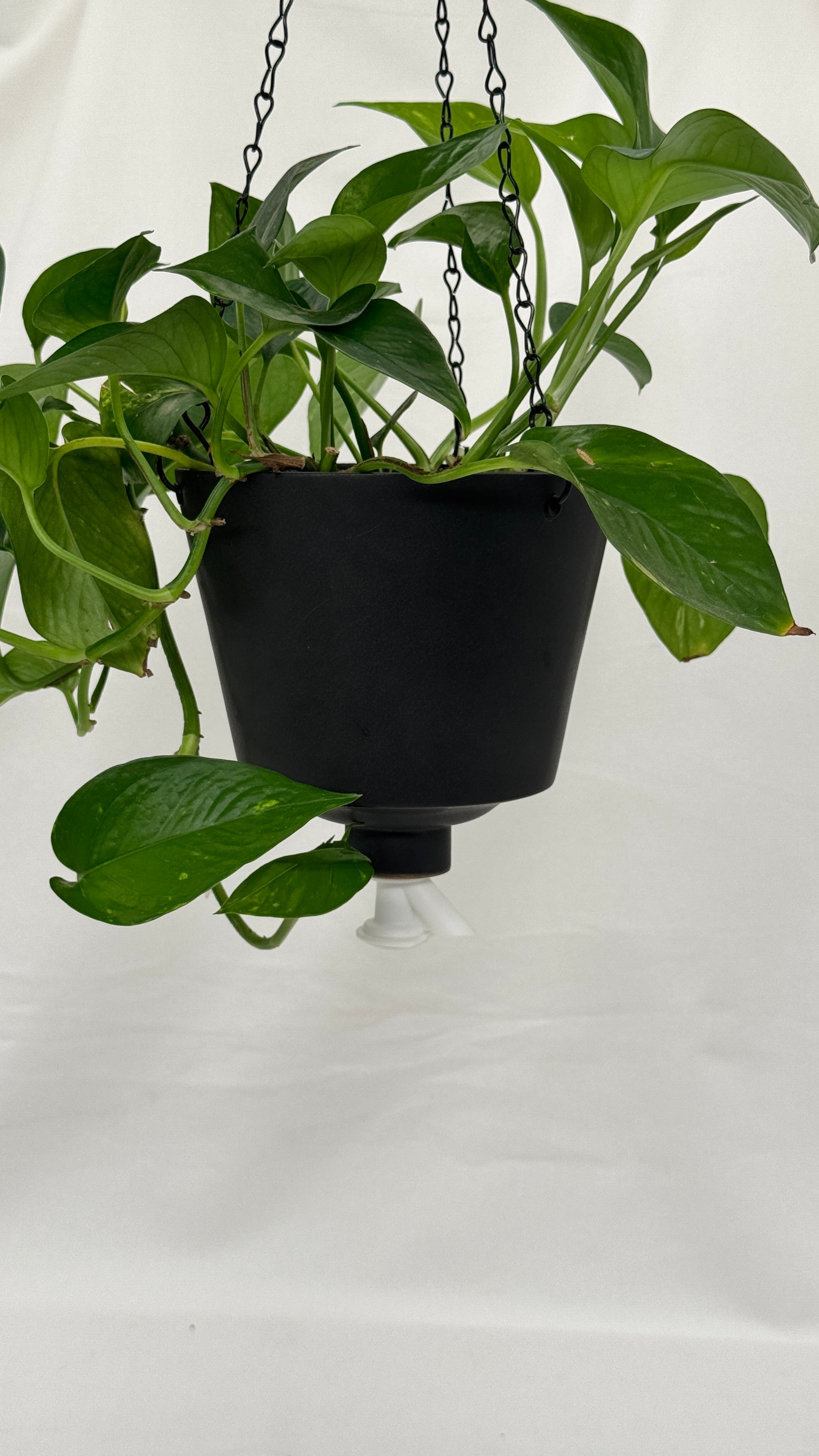'Matte Black' Fox Pot